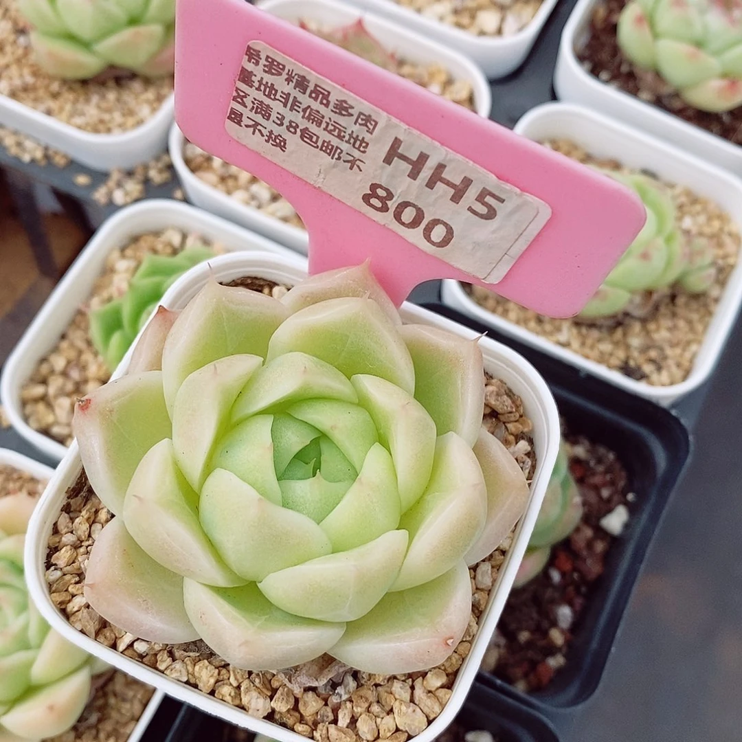 半*笑麦秆6cm多肉植物