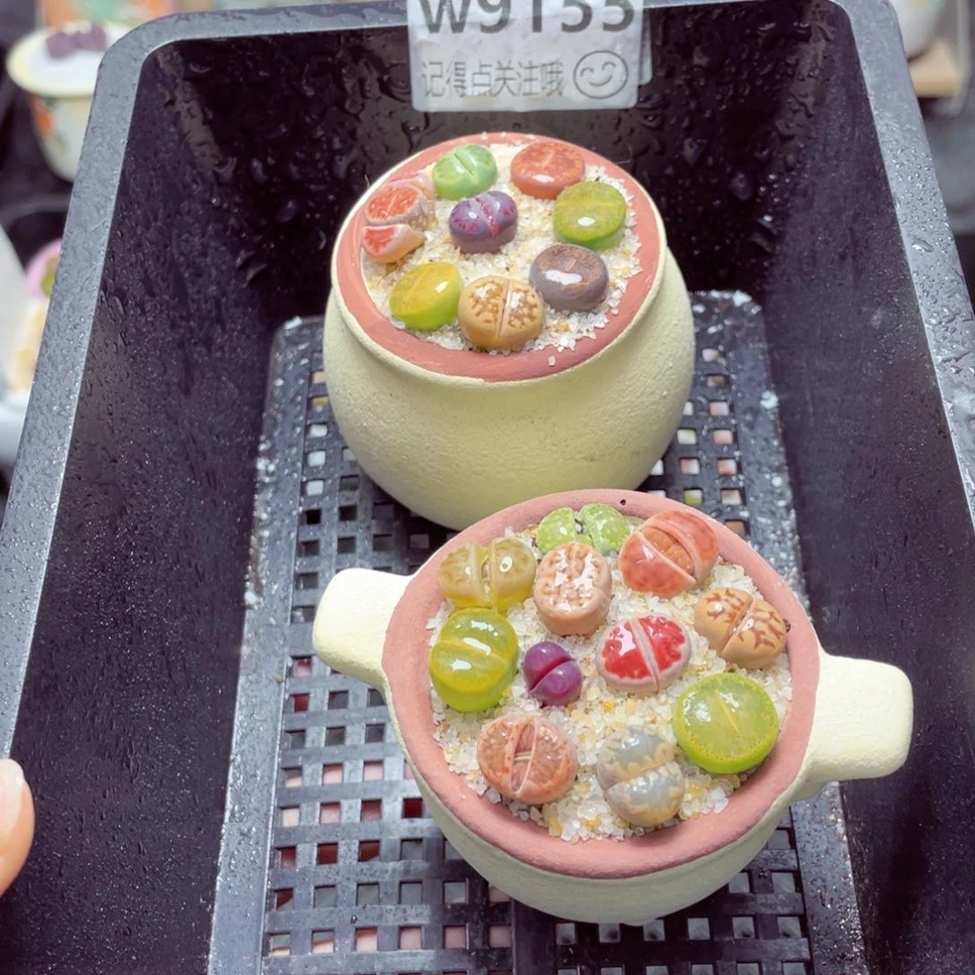 w9155锅锅系列 一份两盆量拍