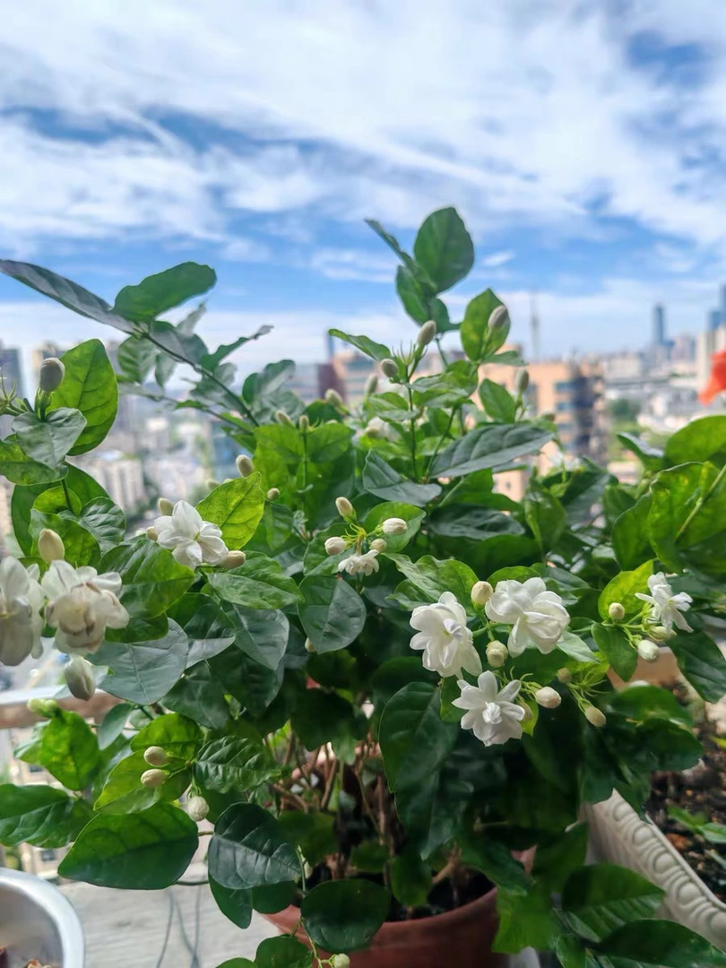 浓香型重瓣茉莉花盆栽四季开花室内外庭院花卉绿植