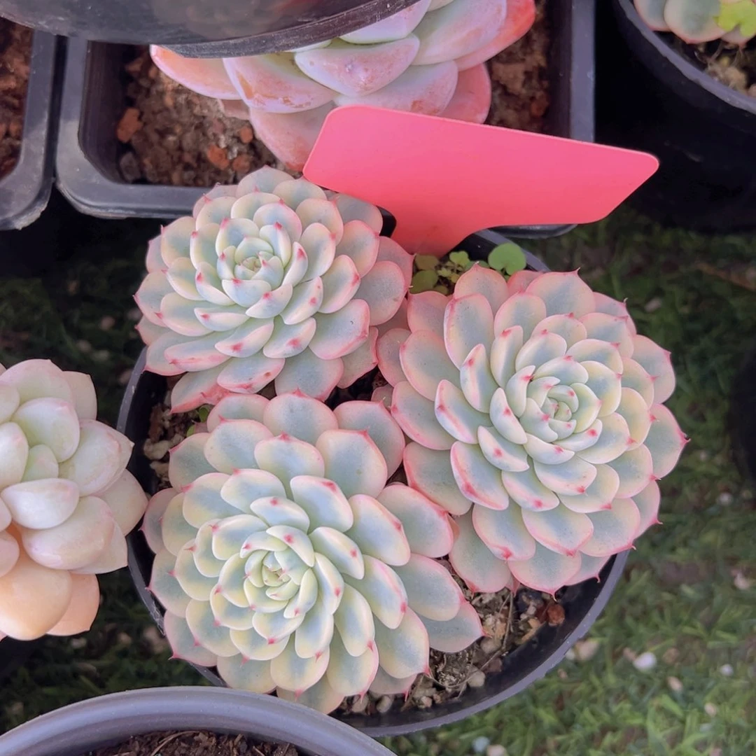 布*香玉的故事是一个人的故事