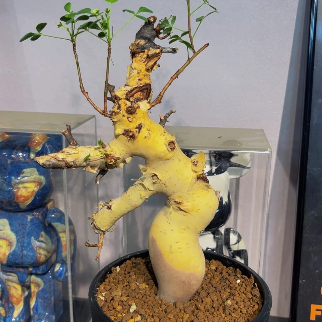 熟桩杨定实生卡塔夫没药xmmmm