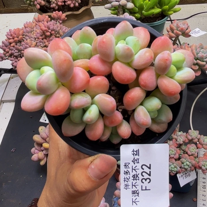 橘子香水洛神322/8cm
