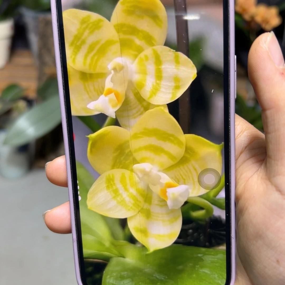 无花朵弥陀黄龙分生苗