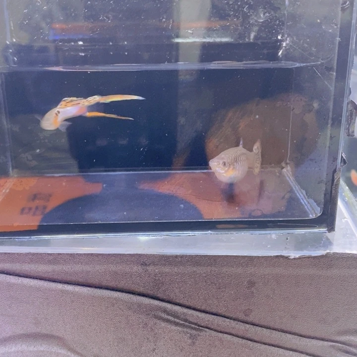 孔雀鱼孔雀鱼法兰星粉子双剑种鱼