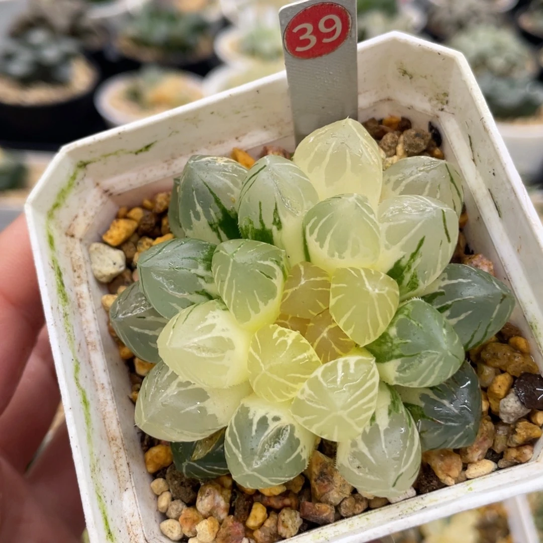 39 紫王玉露锦11111