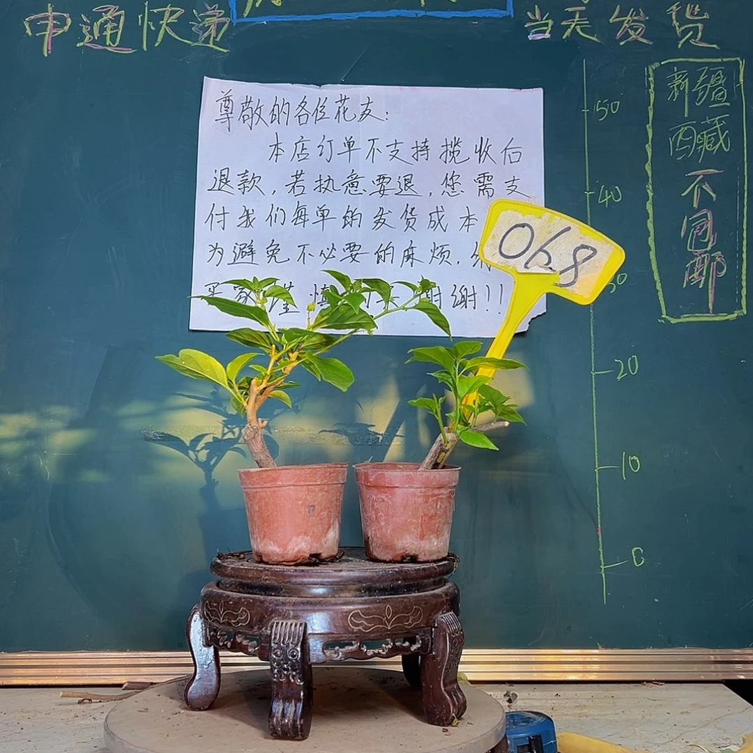 当前无花栽培后可以开花口红掌中宝 苏瓦娜掌中宝068