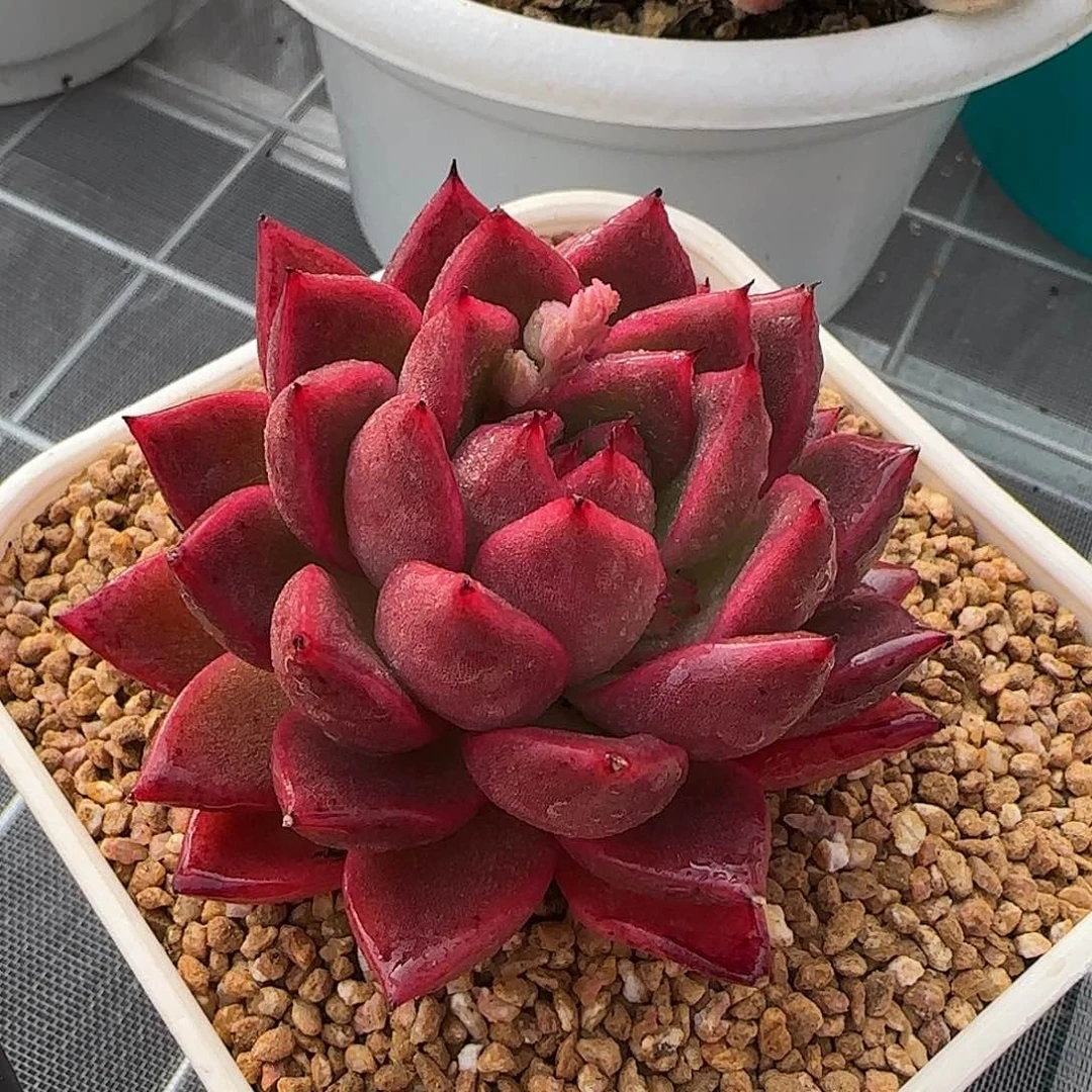 从前慢花园精选单头尖叶粉钻