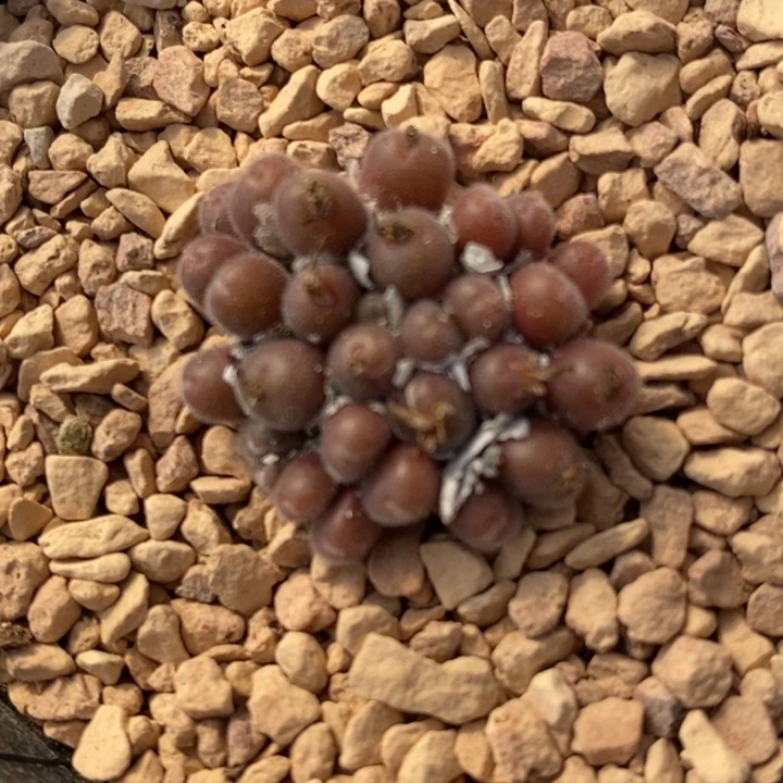 1883一群史蒂芬尼毛球