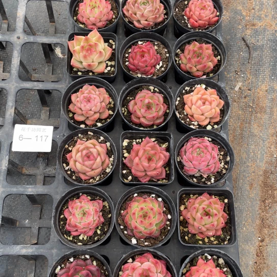 8***7一物一拍18棵6-117