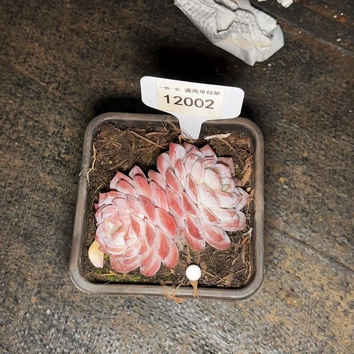 越*真龙一物一拍12002