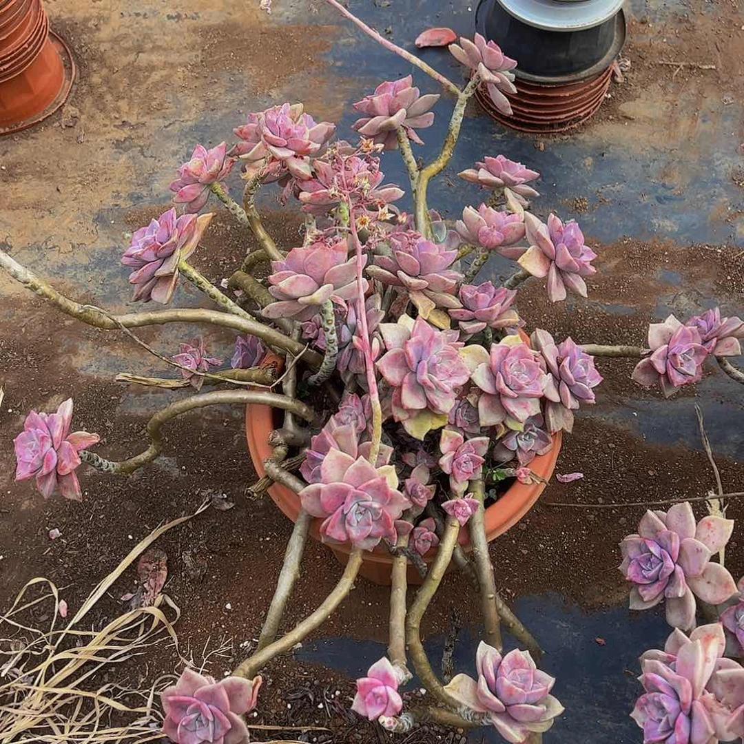 紫乐超大盆飘枝不包掉头