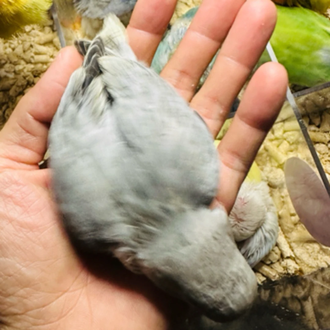 手养墨银牡丹鹦鹉