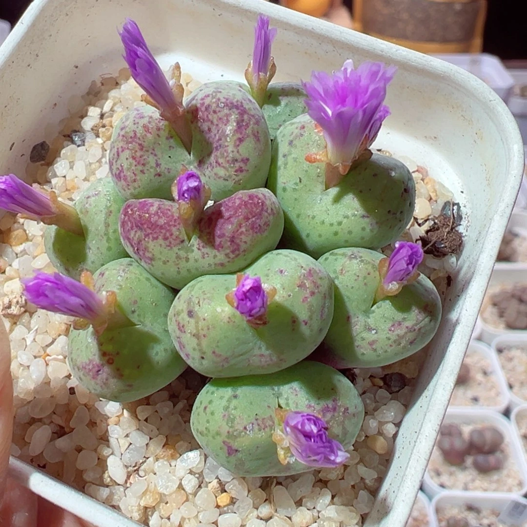 1229-297多肉多日猴脸