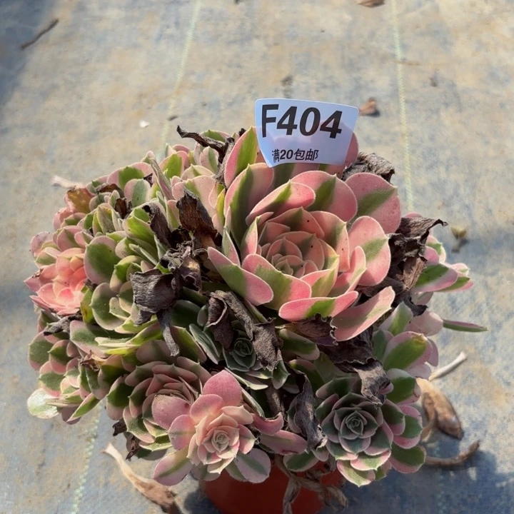 瑞妈多肉植物，404不