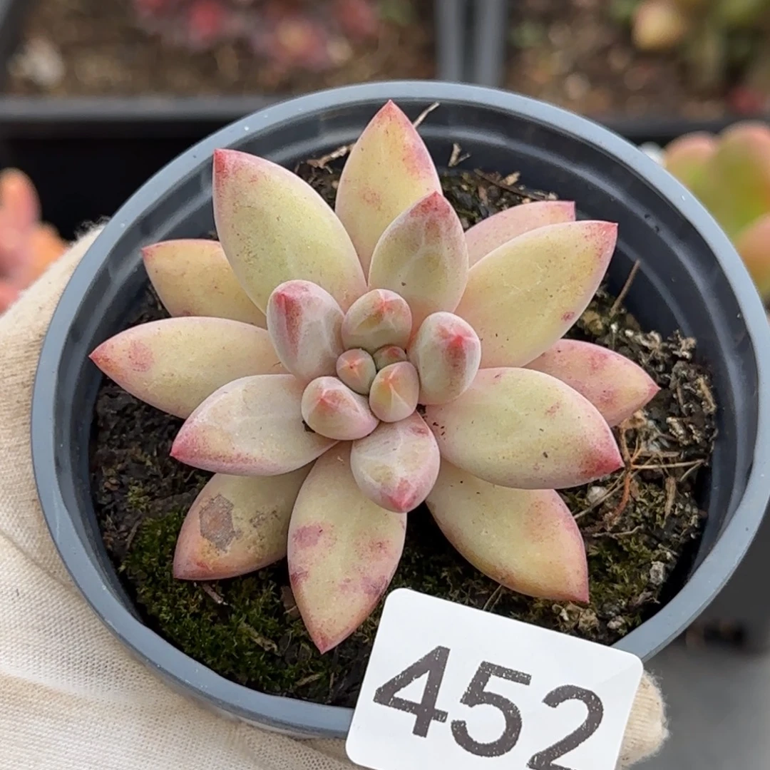 452号一物一拍一物一拍