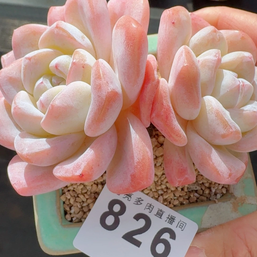 老桩冰玉      愿你一路坦途，乘风破浪展宏图