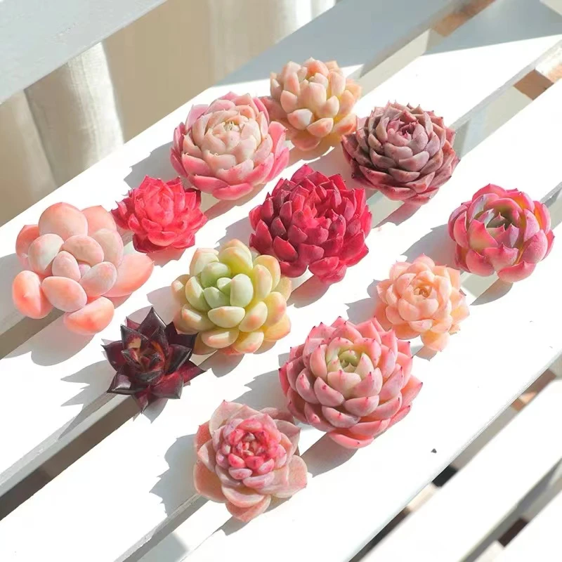 多肉寄养链接 以直播间主播介绍为准