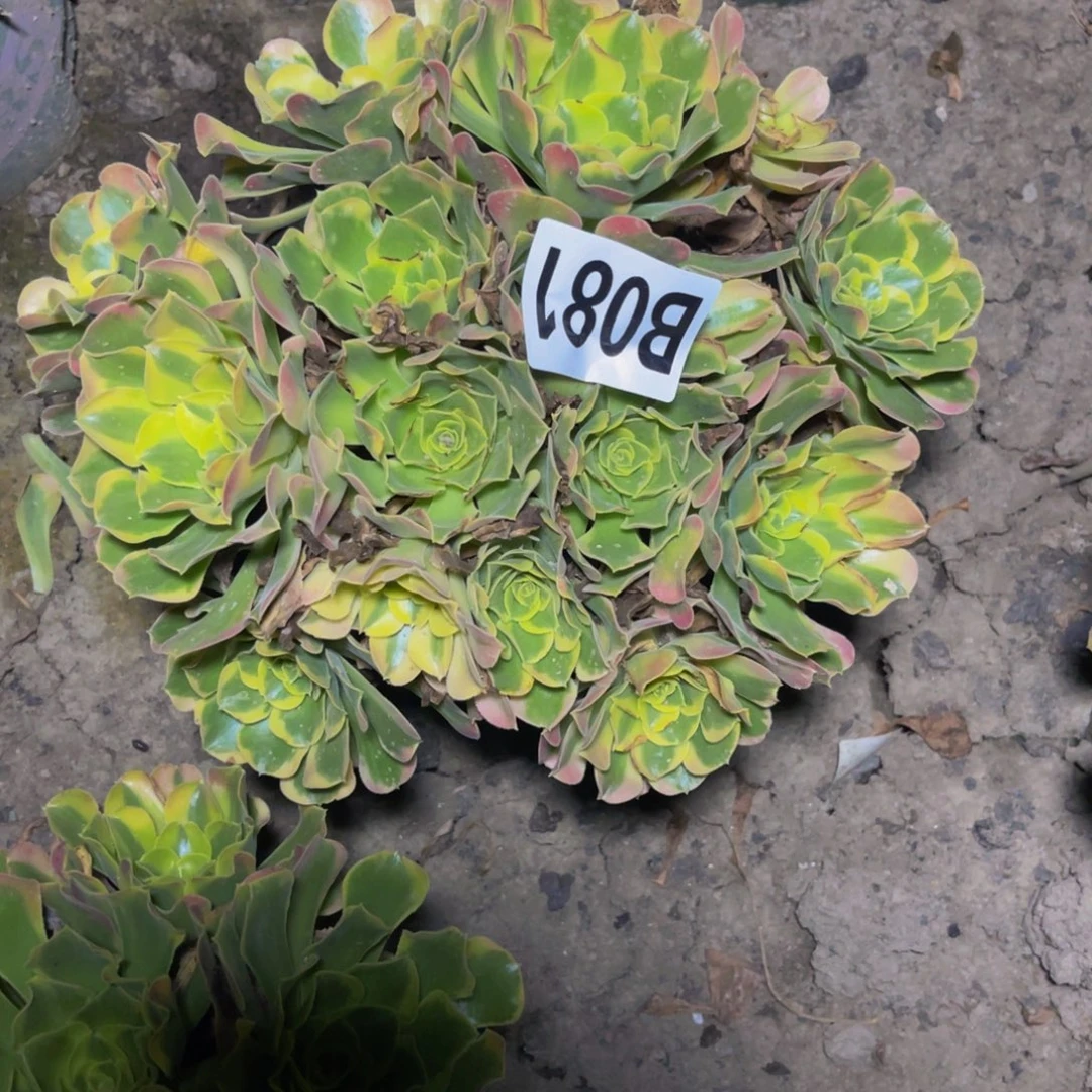 炫彩法师26////38包邮