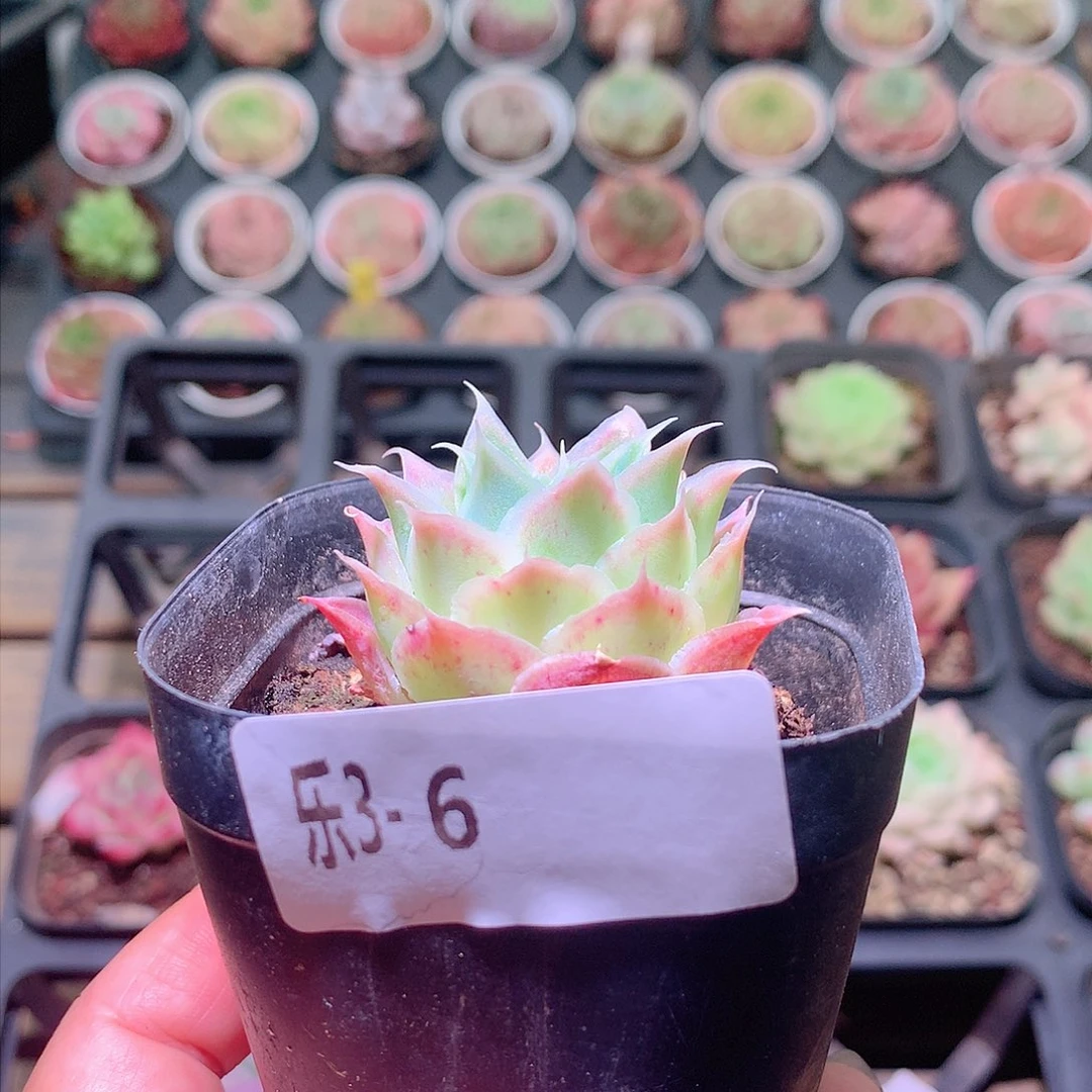 乐然3-6 蓝丝绒单头