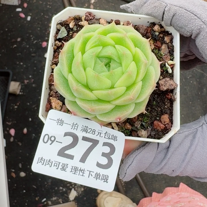 阿祖多肉无盆土发货无