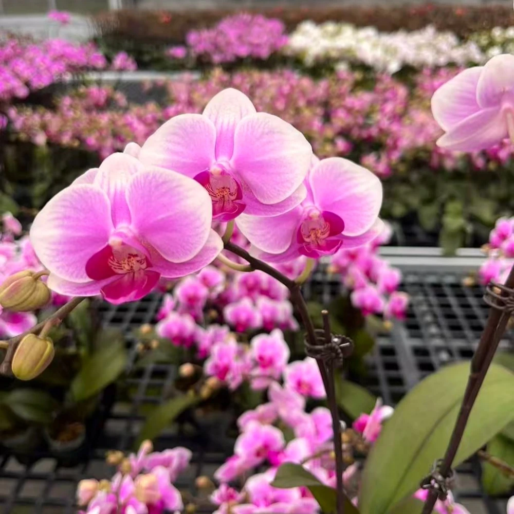 【海棠甜心】带侧枝好养耐养的蝴蝶兰室内花卉开花株发货