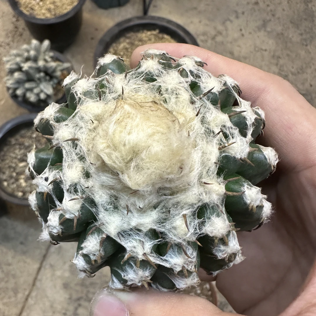 仙人球直播综合链接奇特球