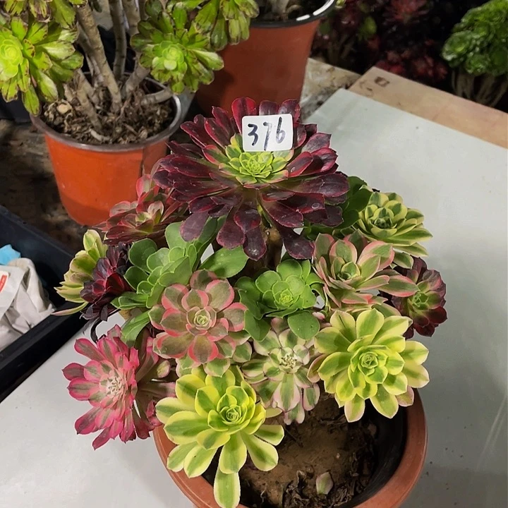 水*珠架接法师一个 376号