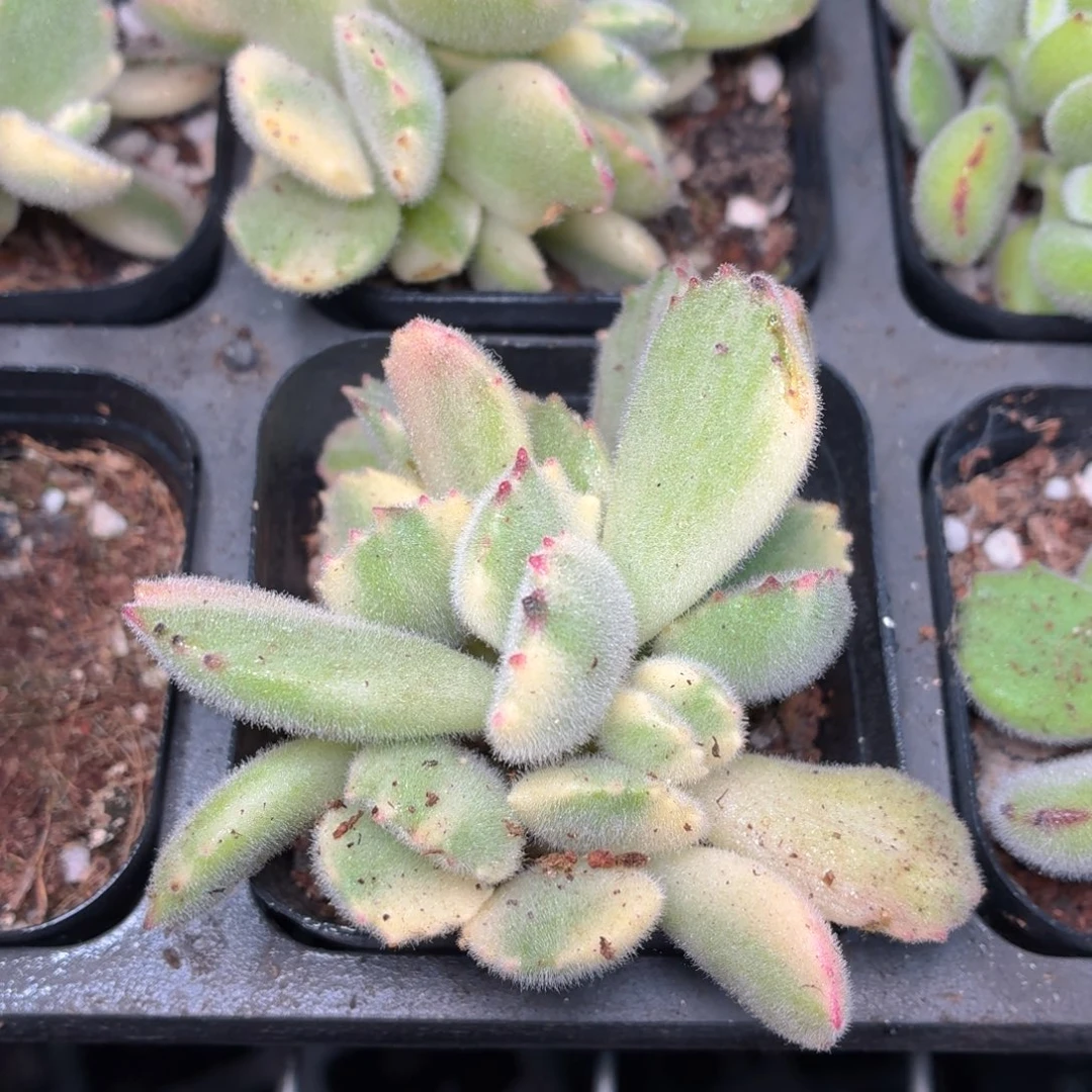 白熊多肉9.9包邮发货