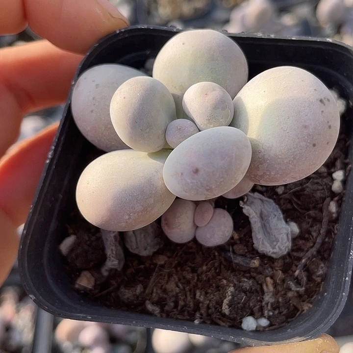 一物一拍满18包邮蛋黄奶