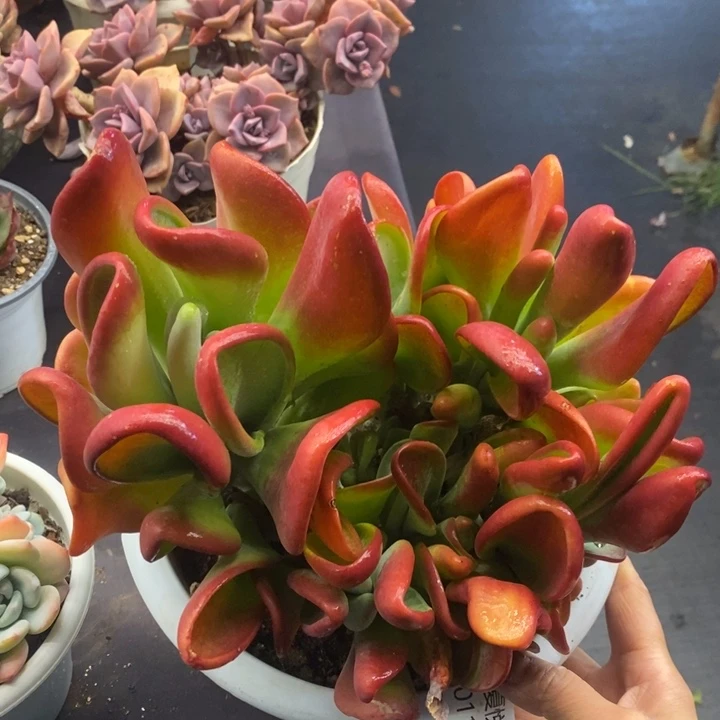 夏悦多肉 0119-88火狐狸