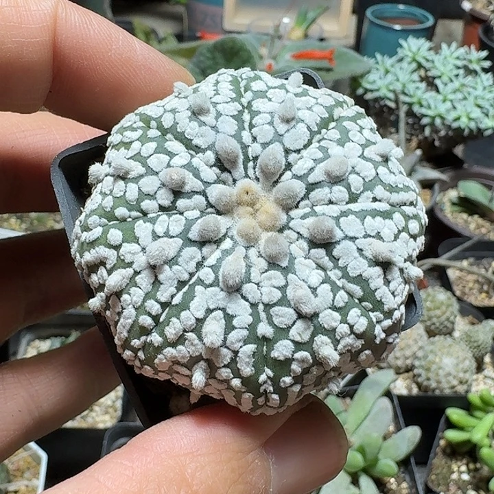 172超兜带盆发货实生