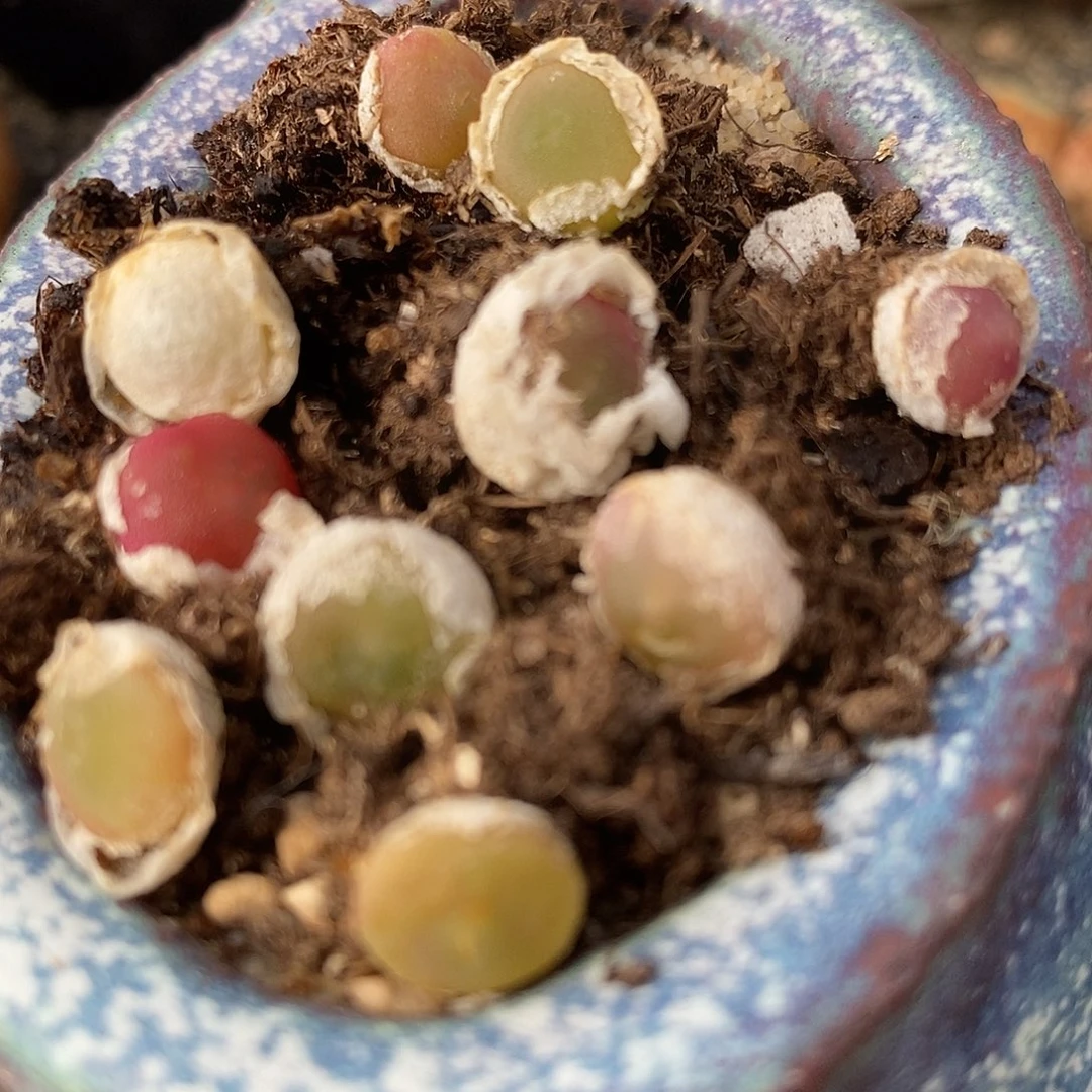 哈默灯泡1啦买2送1