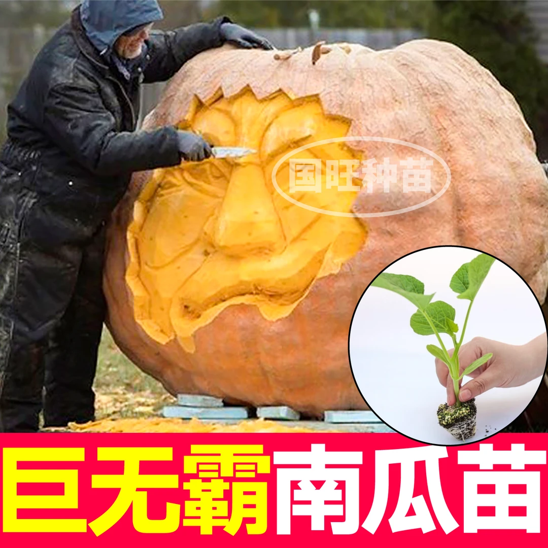 巨无霸特大南瓜苗秧带土球春秋食用观赏黄橘皮南瓜种子地栽种植园