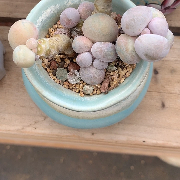 再***钟lol了咯快乐咯的了火龙咯LJL