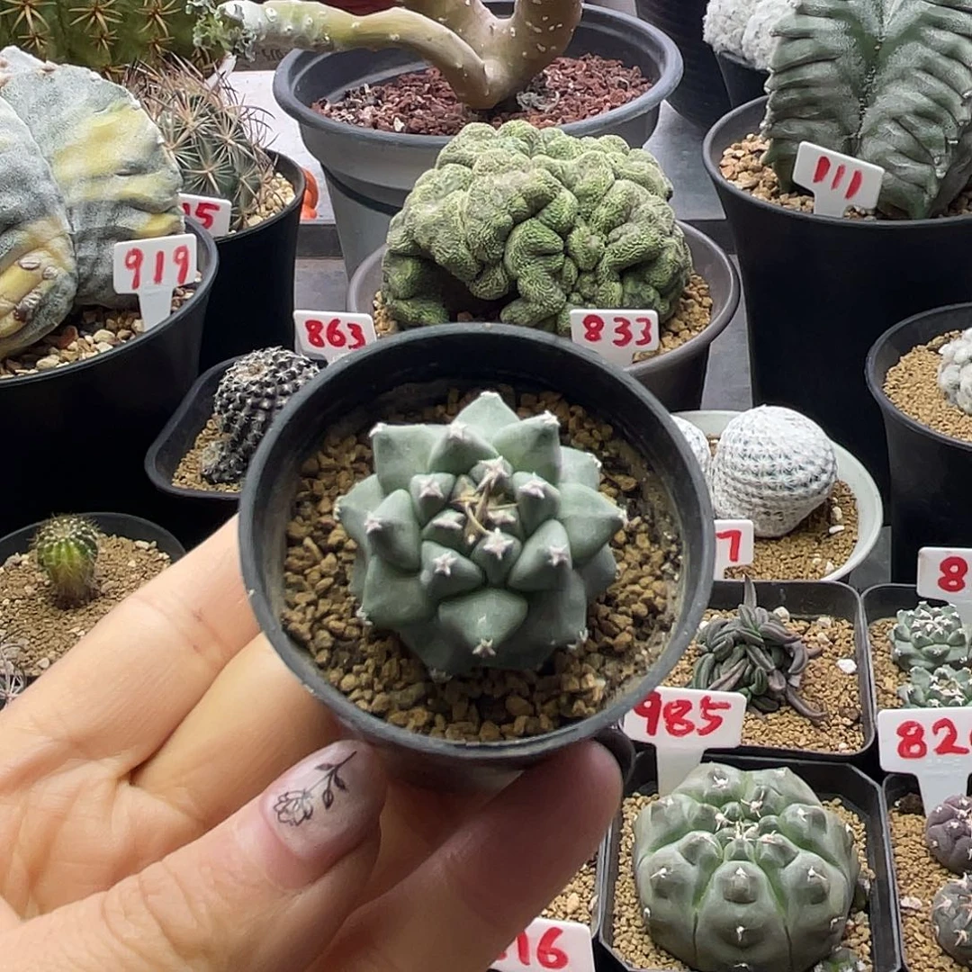 实生大尤赤花娇丽仙人球
