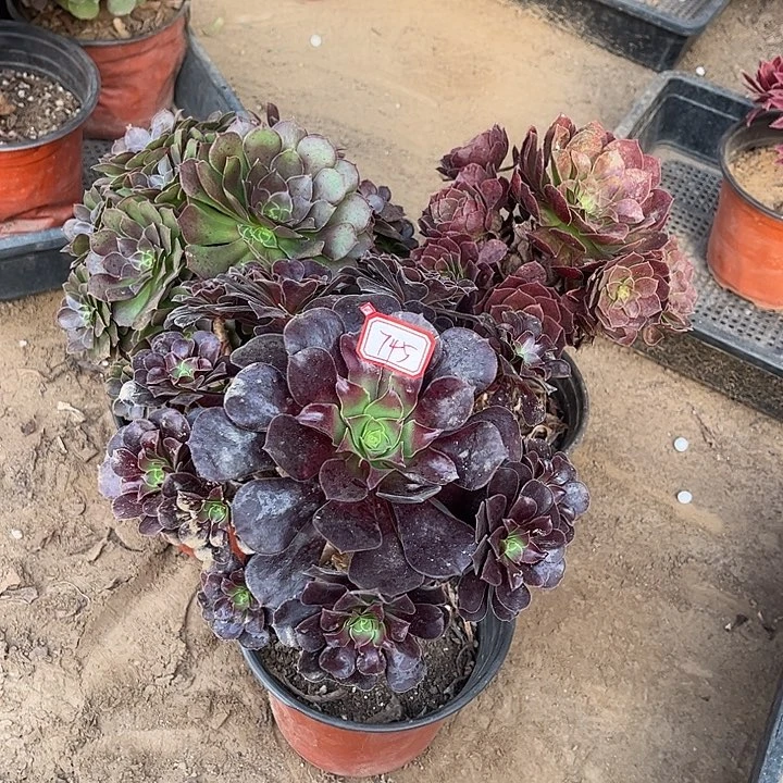 745多肉植物组合，