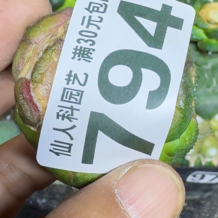 ****阳无花朵落地哥斯拉794