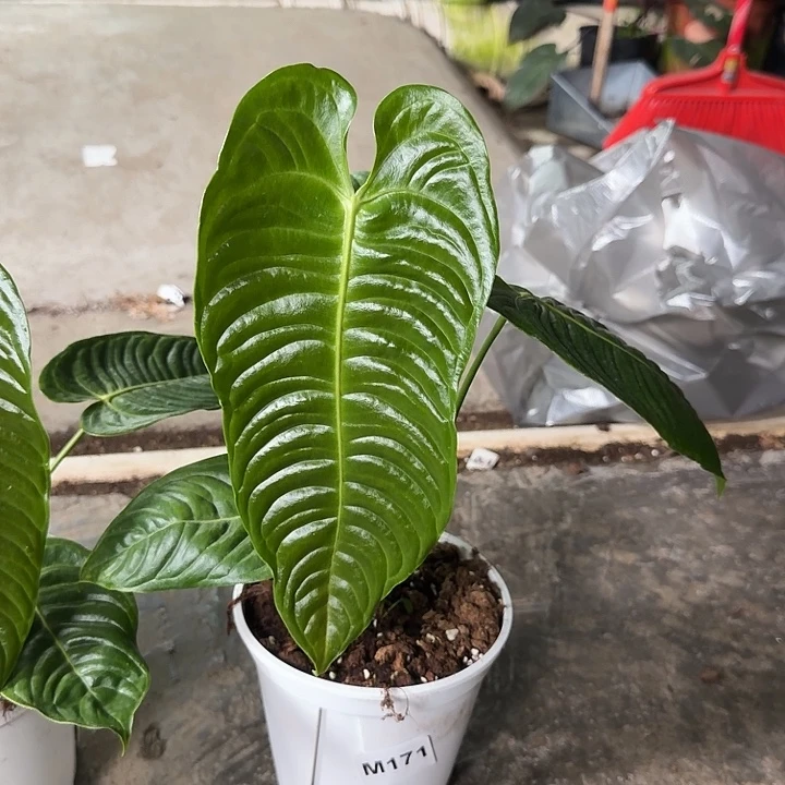 张***军完全开放一物一拍N190