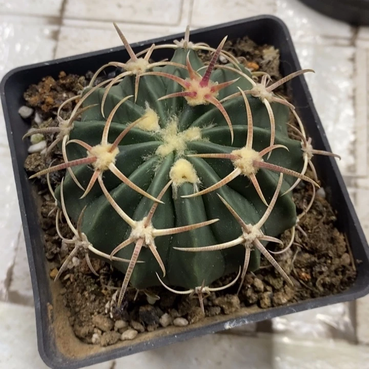 实生凌波特价福利