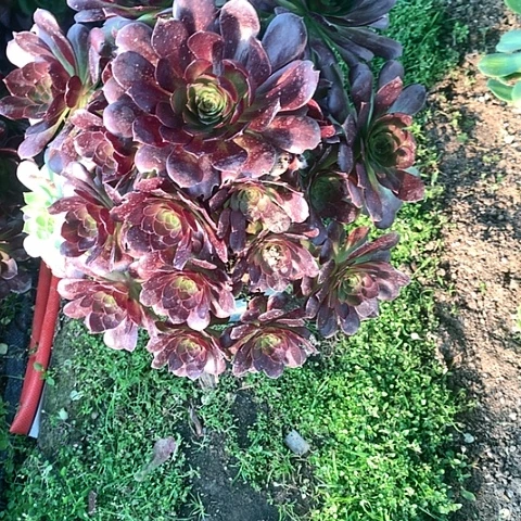 3赤炎链多肉法师植物