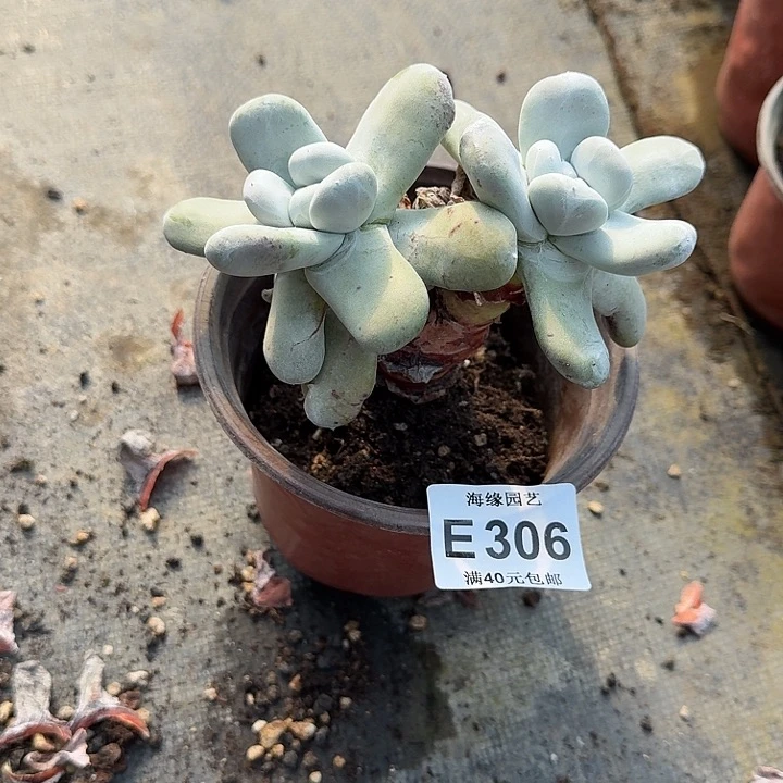 斌*拇指仙女杯多肉植物