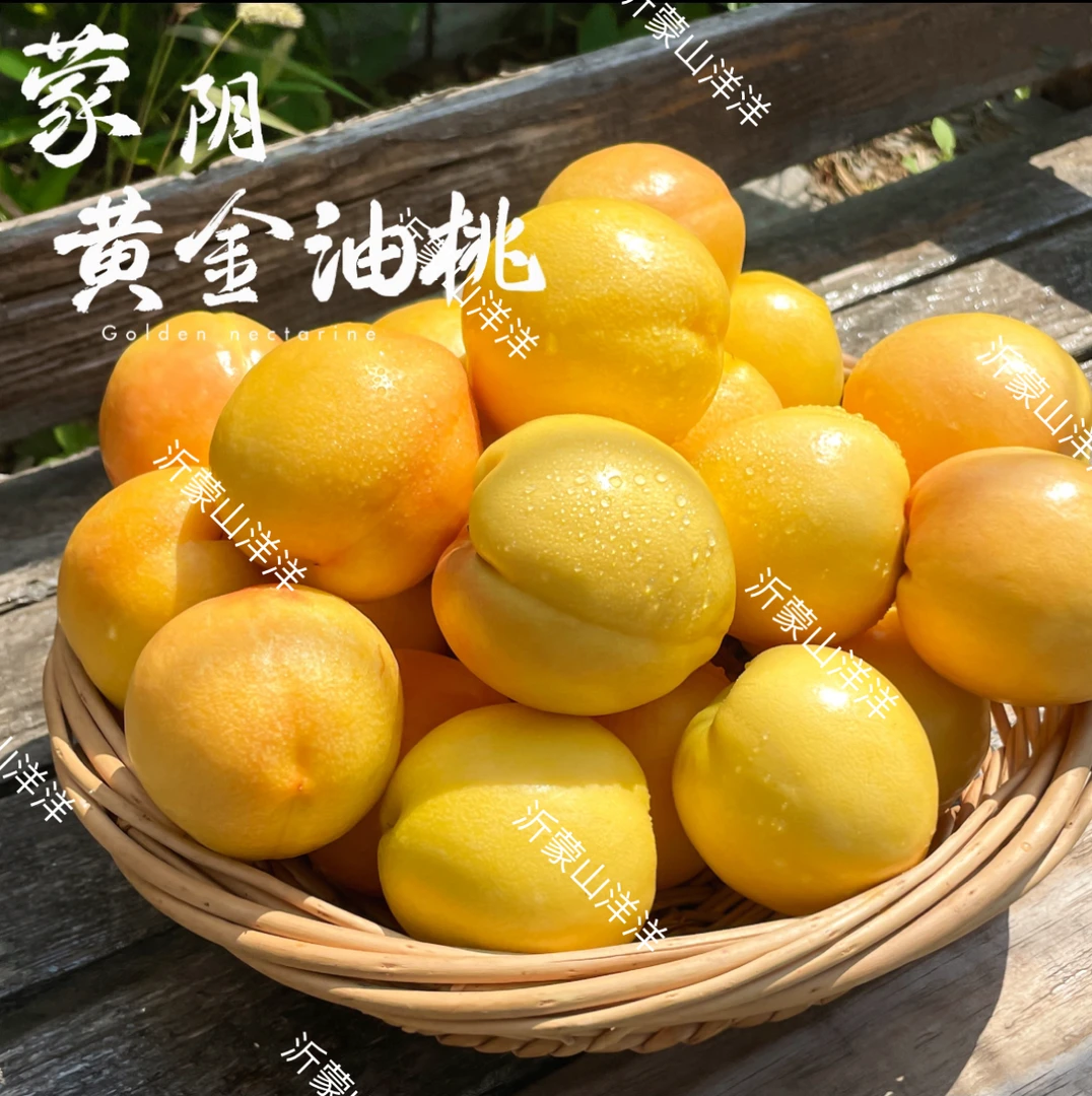 顺丰快递山东脆甜黄金油桃新鲜当季水果芒果油桃纯甜大果现摘现发