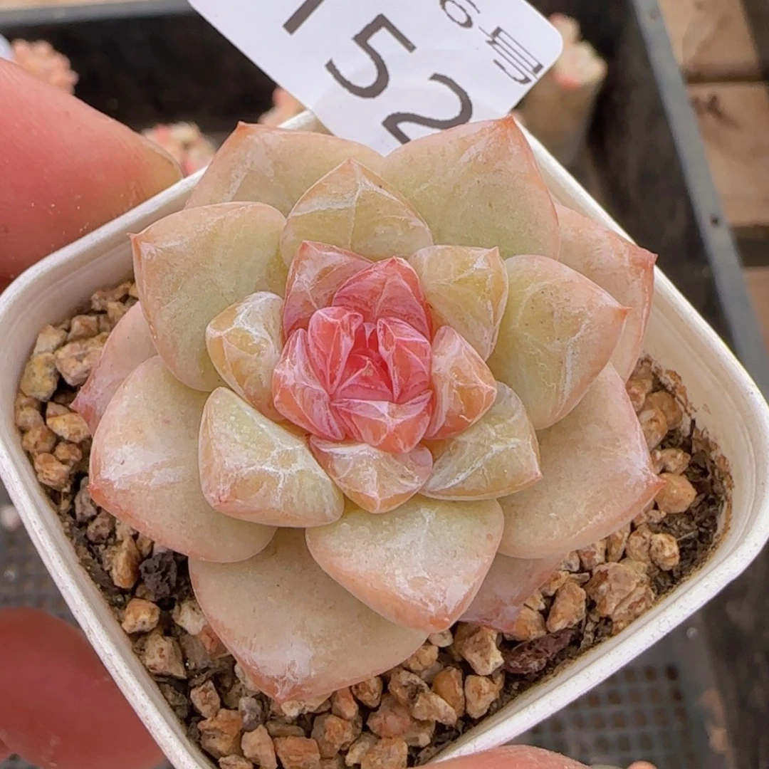 奶芙单头一颗脱土