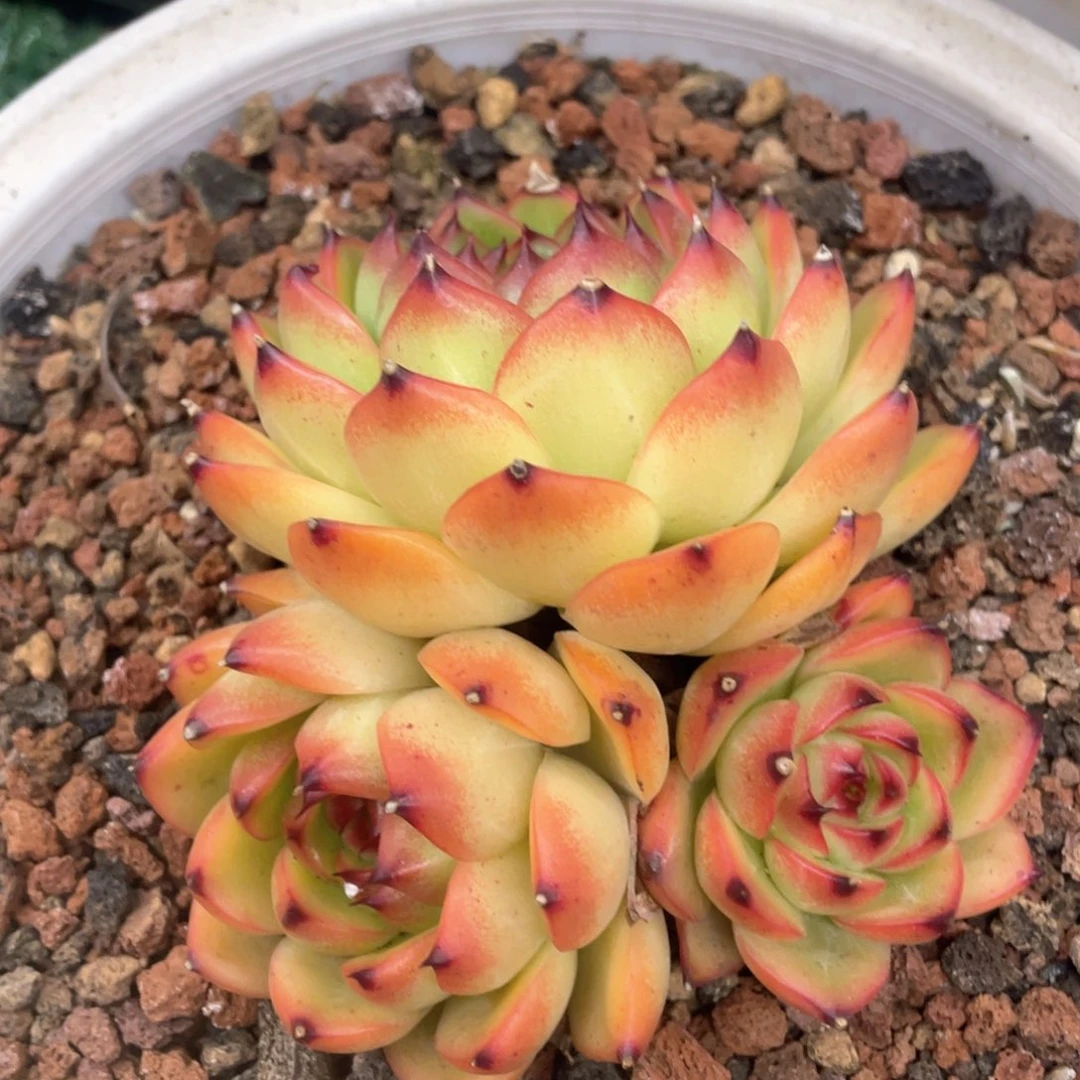 月亮石一物一拍28包邮非偏远