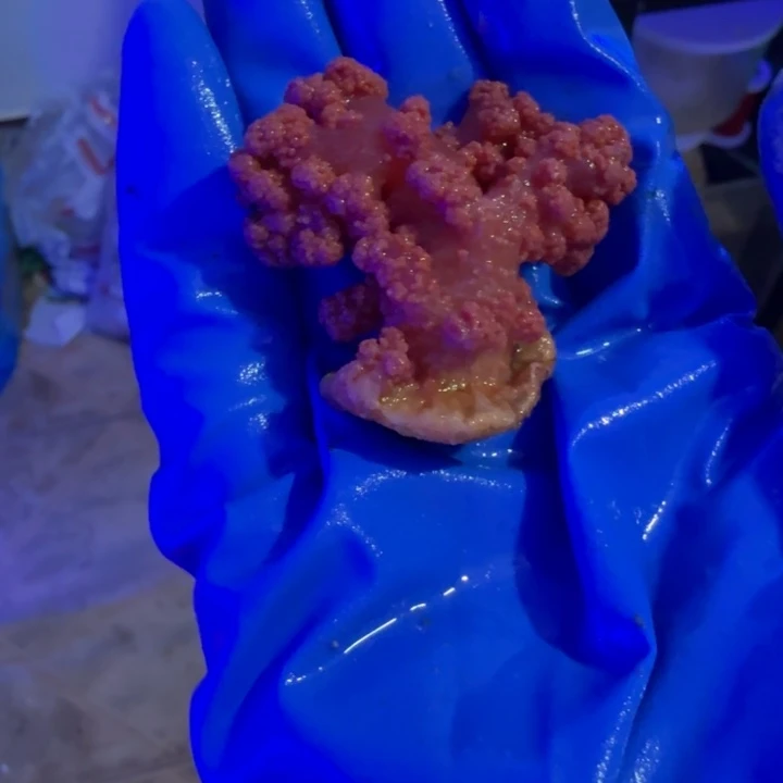 吴***鸿奶嘴海葵水桃花基座1