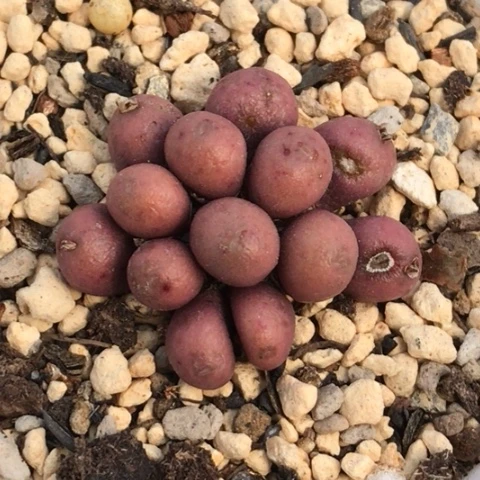 多肉肉锥 13头紫葡萄