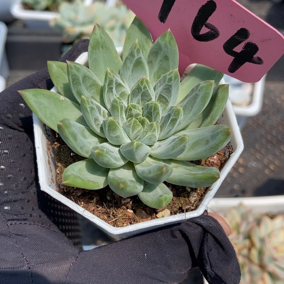3164雨花石多肉植物保护