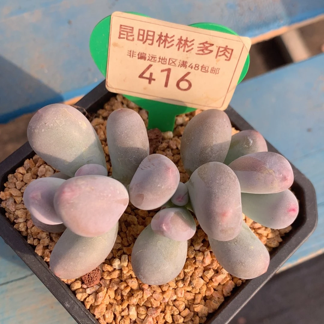 米可奶无砍平头416