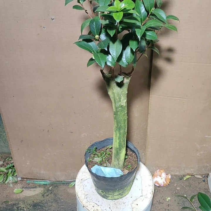 115三品，原盆原土发货，不包邮