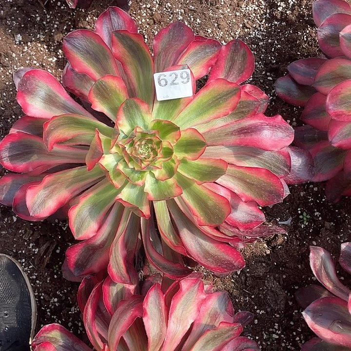 629 五毒白 40公分